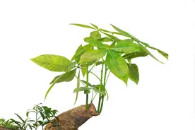 她家发财树一个月长高30厘米，打开“生长机关”很简单，值得学习图片