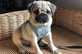 巴哥为啥体臭？懂得对症下药，才能轻松告别体臭图片