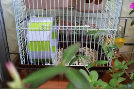 可爱的仓鼠不见了，很难过唉图片