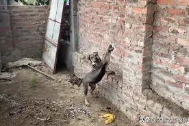 狗狗“不争气”，不看家还咬鸡鸭，被吊在院中2天，主人仍不解气图片