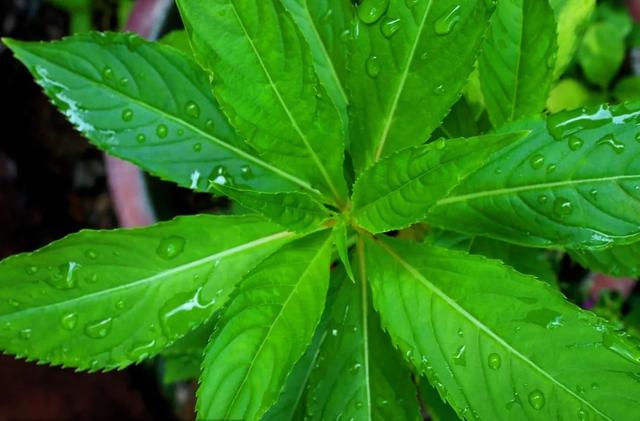 涂甲油胶花型 2025年涂甲油胶花型怎么涂 涂甲油胶花型 2025年涂甲油胶花型怎么涂