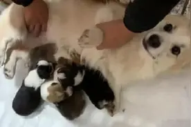 柯基生下一窝崽，主人欣喜若狂跑去看，发现是它的崽脸瞬间绿了图片