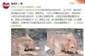 7斤重五步蛇与狗撞上，狗赶蛇不成被咬身亡！和眼镜蛇比它更毒？图片