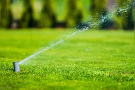 备考积累：字音识记图片