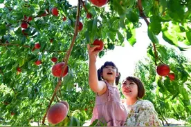 人间四月芳菲尽，张家口“王家”桃花始盛开图片