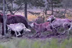 科学家首次公布狼捕熊细节，5狼追杀1棕熊3公里，上演七擒七纵图片