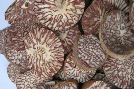 每天学习一味中药——槟榔图片