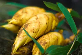 冬笋保存有诀窍，牢记2个方法，冬笋耐储存又好吃，1分钟就学会图片