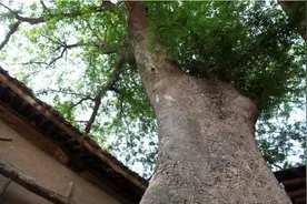 用什么方法可以让大树自然死掉？听听老农民的方法图片