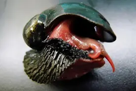 子弹都打不穿的蜗牛，外骨骼竟是硫化铁，美国军方还拿它研究装备图片