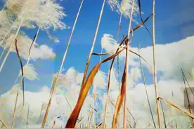 贾浅浅的诗歌，精神病患者的胡言乱语图片