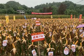 生猪口粮饲用玉米需求旺盛 四川历时20年研发出突破性品种“成单716”图片