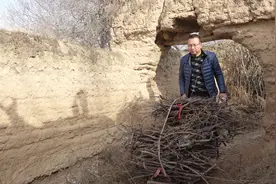 甘肃天水：冬天农村人用独轮车把木柴拉回家，能烧炕也能烧火做饭
