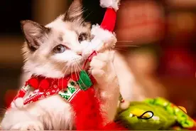 听说过猫的报恩吗？只不过，猫咪这样的报恩，铲屎官可承受不来图片