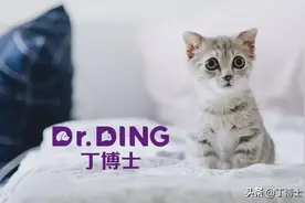 苏格兰折耳猫骨软骨发育不良图片