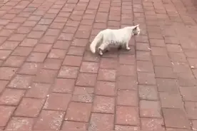 天津一女子偶遇喂过的流浪猫，被一路带“回家”后，看到惊喜一幕图片