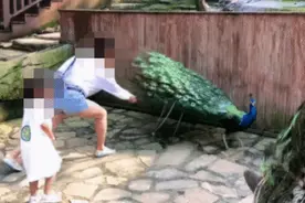 拔了孔雀的羽毛给孩子把玩，我们拿不守规则的人怎么办？图片