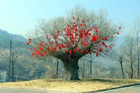 2021046期足彩复盘图片