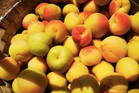 个儿大皮儿薄的京郊贡杏陆续成熟图片