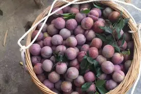 水果价格大反弹：广东三华李40元/斤，温室大樱桃200元/斤图片