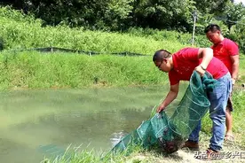鲤鱼村：小小龙虾大产业图片