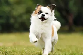 狗狗怀孕几个月生小狗，狗狗怀孕到分娩的过程你需要知道这些图片