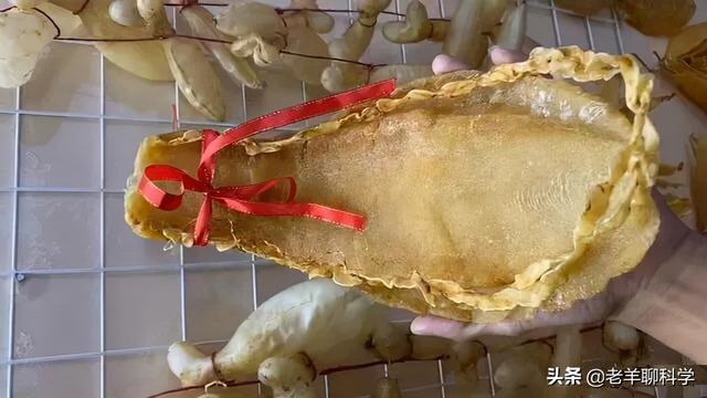 取花胶 2026年取花胶的是什么鱼