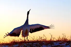 搞笑gif动图：在同事聚会上喝醉了？你们会有什么表现图片