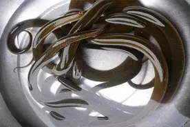 高温季节黄鳝养殖管理要点图片