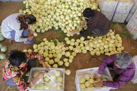 安阳内黄数万亩甜瓜开棚上市，快点来尝鲜，不甜不要钱图片