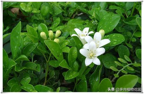 九里香这样养护株姿优美，枝叶秀丽