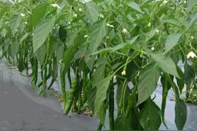 辣椒和西红柿为啥要斜栽，原因不只是长得好，高产才是目的图片