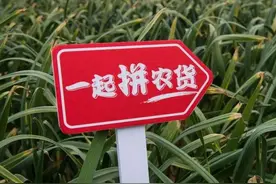 多多买菜，黄峥进军本地生活服务市场的大招图片