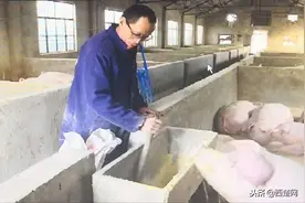 太机智了：宿迁这大哥用中草药 养出不生病的猪！图片