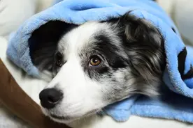 红眼陨石边牧胆子真的好小？图片