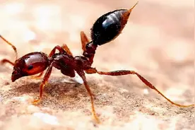 红火蚁的危害及防控方法图片