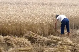 90后回忆90年代参与的农忙时节图片
