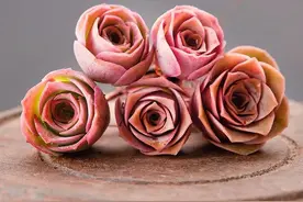 这10种多肉度夏难，新手夏天最好不要养，小心养一盆死一盆图片