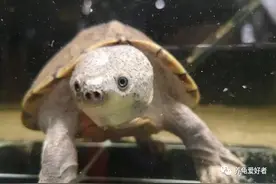 养龟的水为什么总是发臭，难道龟身上这么脏？图片