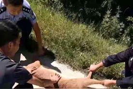 甘肃省和政县成功救助一只野生狍子图片