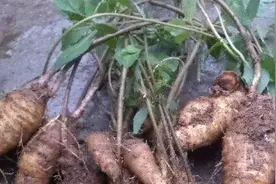 农村一种埋在地里的野味，长得像人参，光是根部就价值100元一斤图片