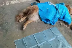 贵州小区多只狗狗被毒死，这是什么毒药？有多毒？曾有人用来杀人图片