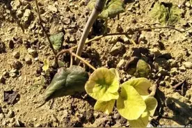 猕猴桃为什么会发生黄化？导致猕猴桃黄化的7个原因图片