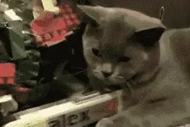 当猫咪懒起来，也真是让人大开眼界了图片