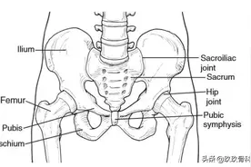 「 图解版 」 了解髋关节，也要了解它的关节活动度图片