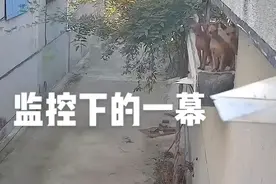 吃瓜要谨慎！山东4只狗组团看热闹，1只被挤下楼：小丑竟是我自己图片