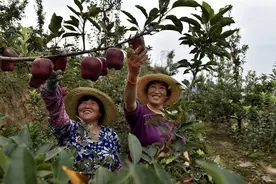 斑点落叶病又名褐纹病，是苹果树早期落叶的重要“元凶”之一图片