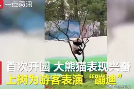 大熊猫树上蹦迪翻车，摔得一脸懵！网友：哈哈哈哈哈图片