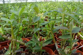 野外发现这3种草药，可以偷着乐了，每种都价值珍贵，一斤上千元图片
