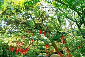 菩提树的寓意：是智慧与神灵的化身，也是夫妻之爱、象征姻缘美满图片